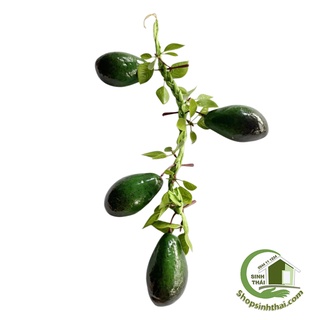 Dây trái bơ giả - Dây củ quả giả cao cấp