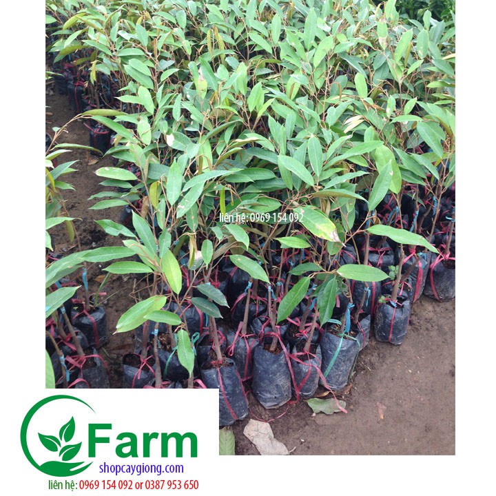 Cây sầu riêng ri 6