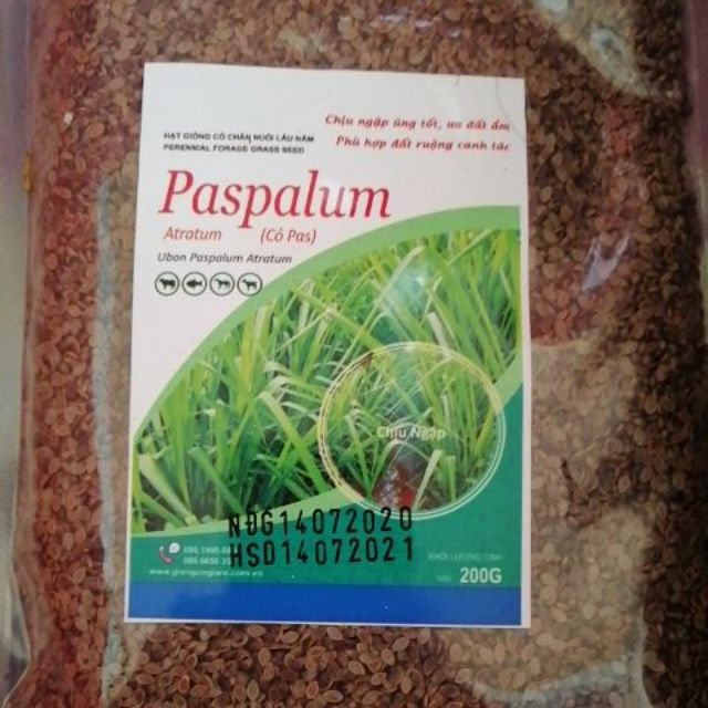 Cỏ Chịu Ngập Paspalum (Gói 200g)