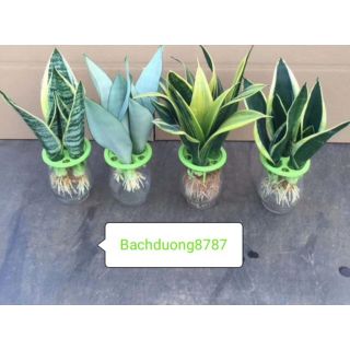 Cây Lưỡi Hổ Thủy Sinh (Combo 3 cây đẹp + bình thủy tinh)
