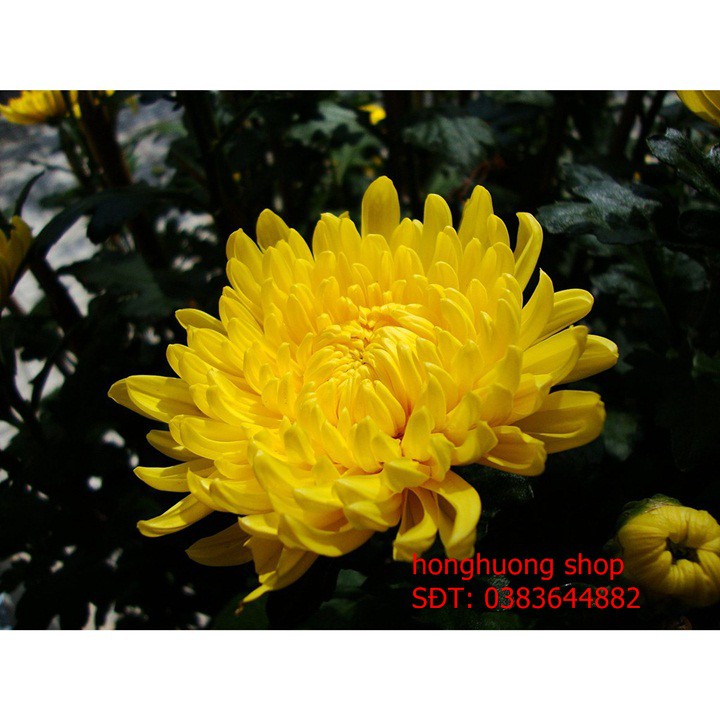 Hạt giống hoa cúc bình minh mix