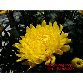 Hạt giống hoa cúc bình minh mix
