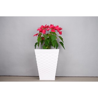 Bộ 2 Chậu Nhựa Trồng Cây Mắt Lưới Vuông (33x21xCao 41cm) Trồng Cây Cảnh, Hoa Kiểng, Cây Văn Phòng - Hàng VNXK