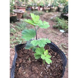 Cúc rủ Cổ Sơn La đỏ