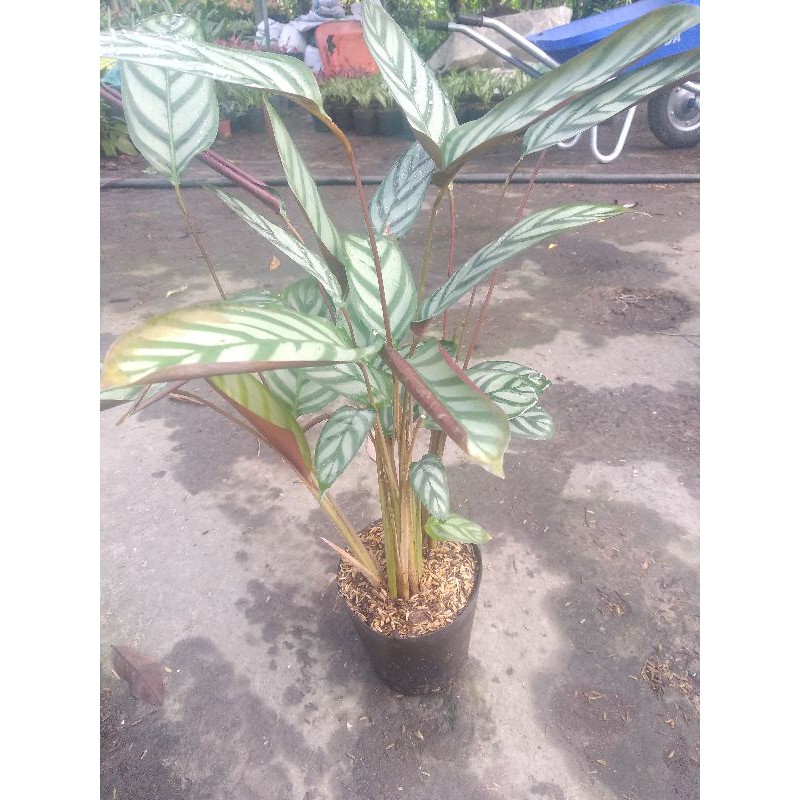 đuôi công exotica