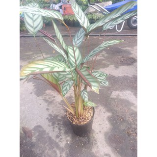 Đuôi công exotica