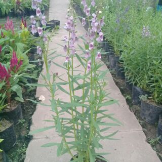 Combo 3 bầu violet hồng nhạt