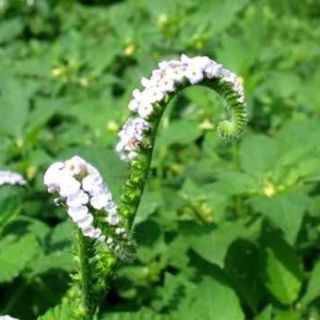 Cây vòi voi phơi khô 1 ký