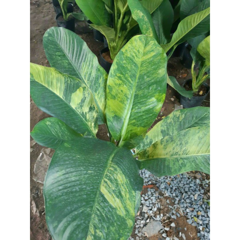 Cây 🌲  Đại Phú Gia (đột biến)