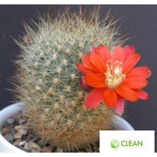 Hạt giống xương rồng mix màu 30H