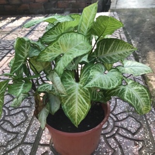 Cây tróc bạc/ Trầu bà trắng - bụi lớn nhiều thân