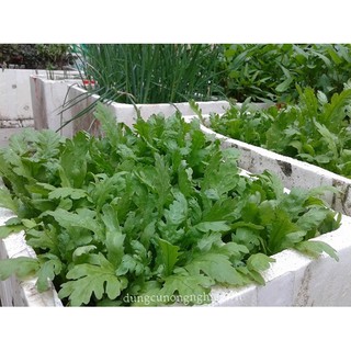 Hạt Giống Rau Cải Cúc Nếp
