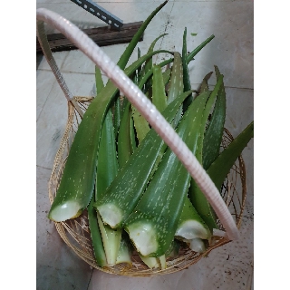 🆘Cây {Nha Đam} Thái bẹ to