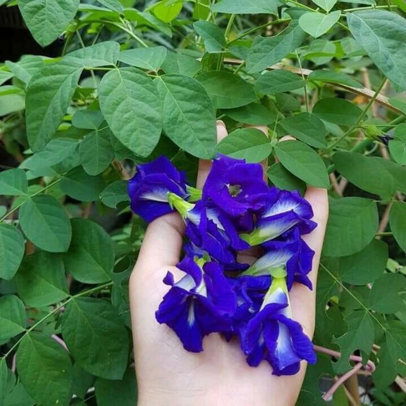 Cây  giống hoa đậu biếc kép siêu hoa