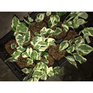 trầu bà Cẩm thạch - bầu đất
