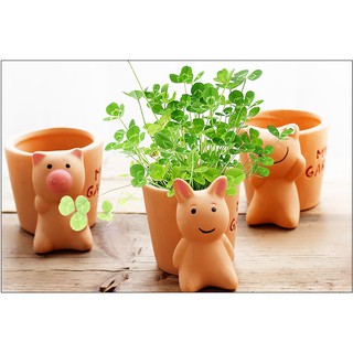 Chậu trồng cây mini