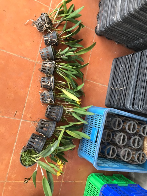 Hoa lan brass vàng lưỡi đỏ thơm