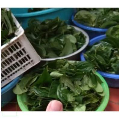 500GR BỘT TRẦU KHÔNG, BỘT LÁ TRẦU KHÔNG