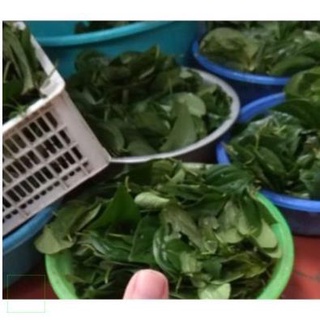 500GR BỘT TRẦU KHÔNG, BỘT LÁ TRẦU KHÔNG