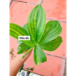 Cây mía dò giống