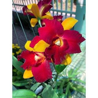 Hoa lan Cattleya - siêng hoa, hoa chùm, rất thơm - hàng lá