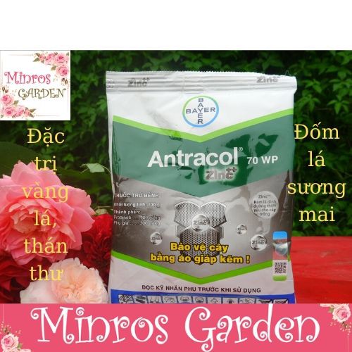 Thuốc trừ nấm Antracol 70WP trị vàng lá, thán thư, đốm đen, sương mai cho hoa hồng