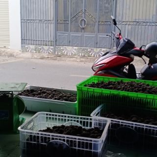 Trái Say Voi ,Xuất sứ nhập bên Lào , Chua chua ngọt. Thời hạn sử dụng hơn 2 tháng .