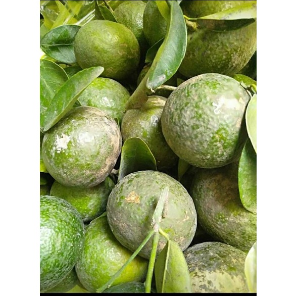 Cam xành tươi vỉnh long mỗi ngày