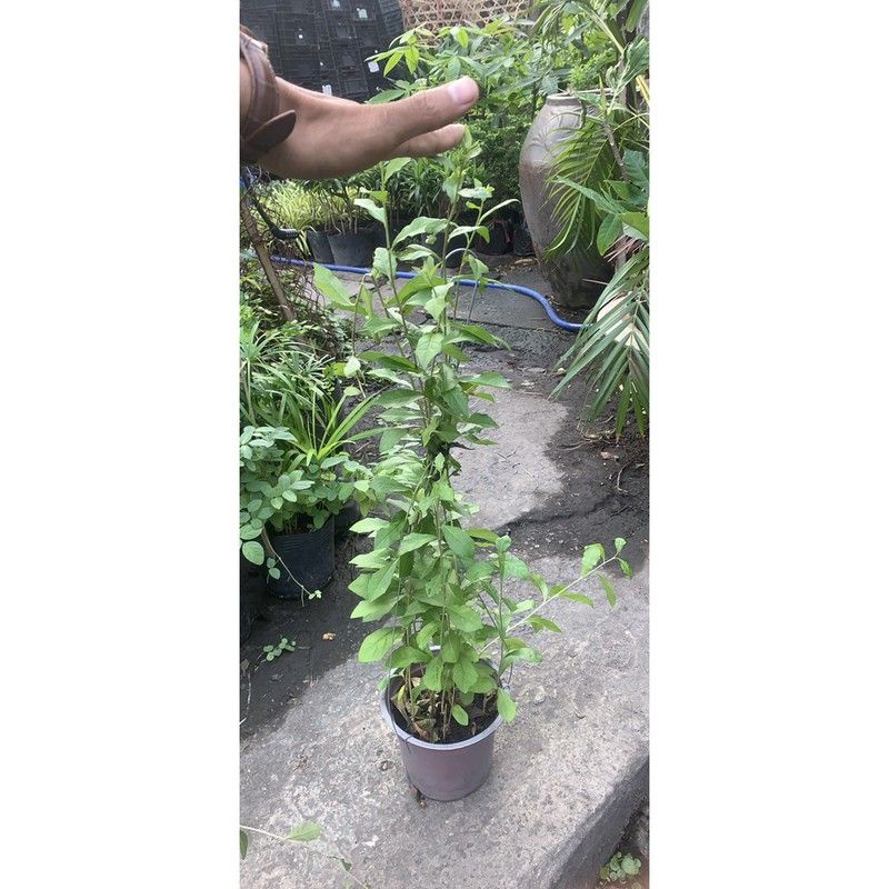 Cúc Tầng Ấn Độ