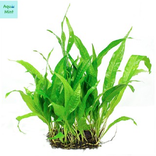 Cây Thủy Sinh: Dương Xỉ Lá Hẹp