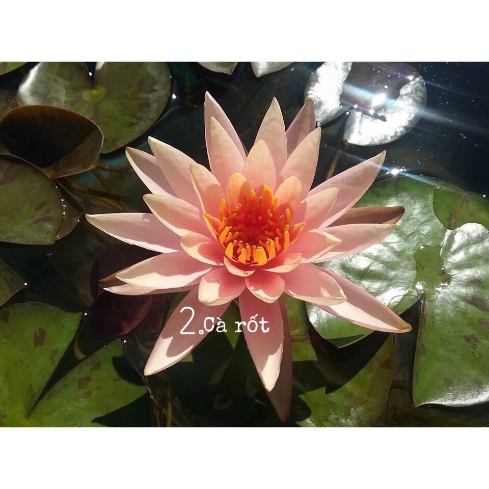 COMBO 6 CÂY HOA SÚNG THÁI LAN