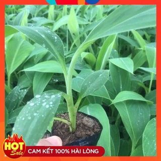 Cây Giống Chuối Tây Thái Lan Cấy Mô  (Combo 5 cây ) Giống Mới Năng Suất Cao Chống Chịu Sâu Bệnh Tốt