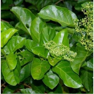 Hạt Giống Lá Cách ( Lá Vọng Cách ) - 20 hạt/túi
