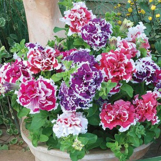 50 Hạt giống hoa Dạ yến thảo kép mix 