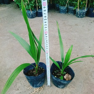 Cây Chà Là Trung Đông