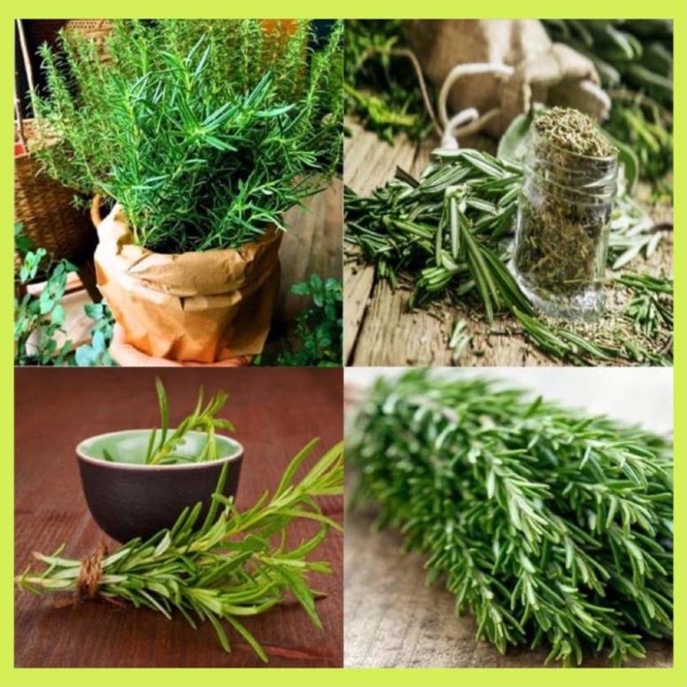 Cây hương thảo rất dễ trồng để trang trí, đuổi muỗi hay là gia vị cây giống thuần chủng F1