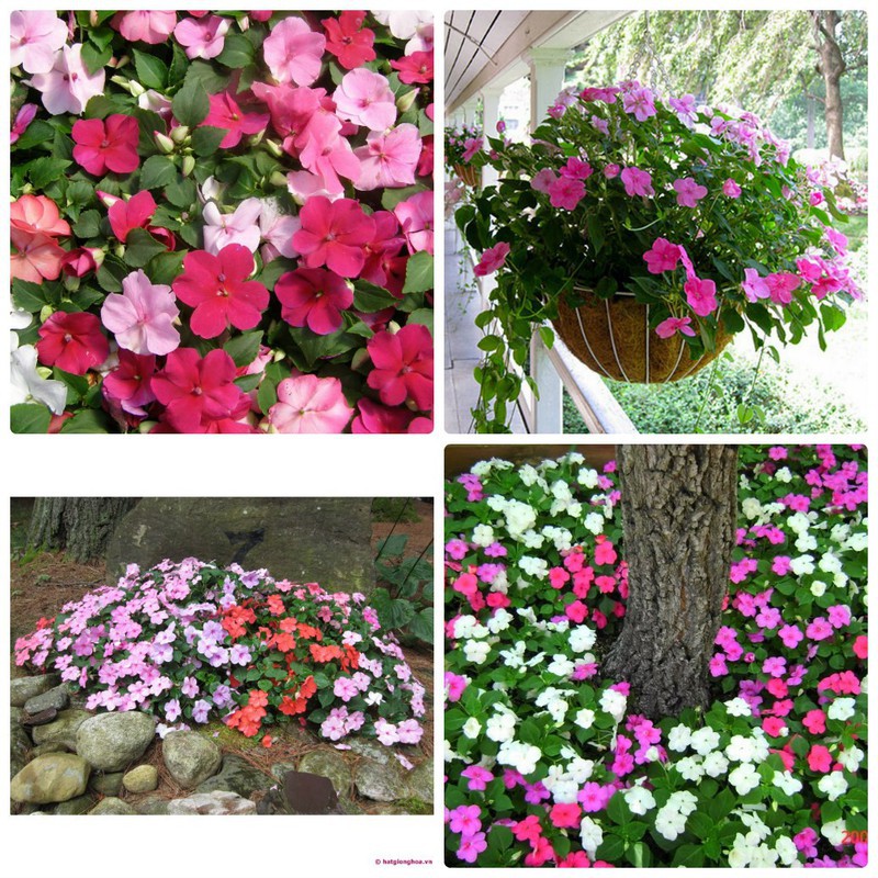 [GIÁ GỐC] Hạt giống hoa Ngọc Thảo Mix (Impatiens) - 20 hạt