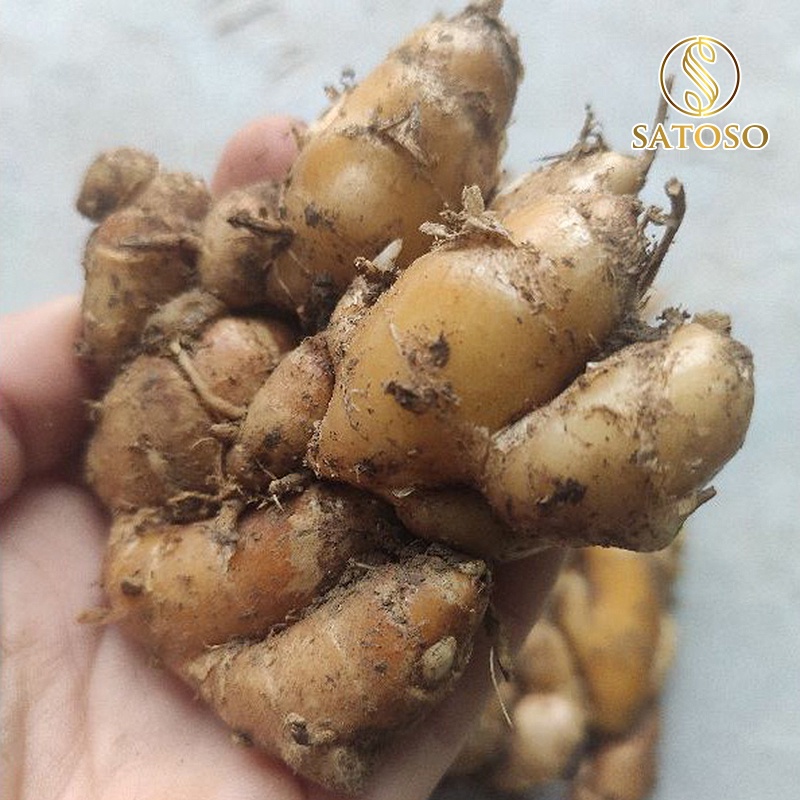 Củ địa liền hàng chuẩn 1kg tốt cho dạ dày giảm đau nhức xươ ng khớp SATOSO SA81