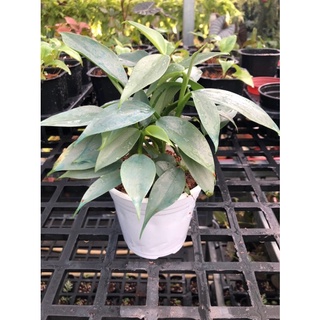 cây trầu bà kiếm bạc-Philodendron hastatum (chậu lớn)