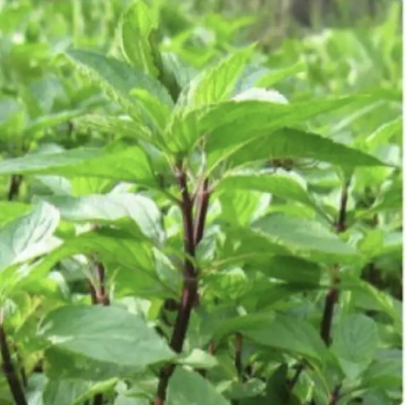 Hạt Giống húng quế Rado 25