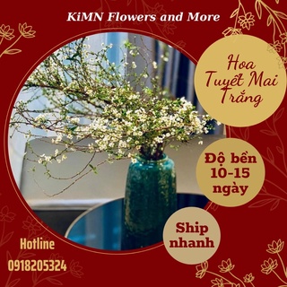 Hoa Tuyết Mai trắng hoa tươi ngày Tết hoa tươi thả bình độ bền lâu