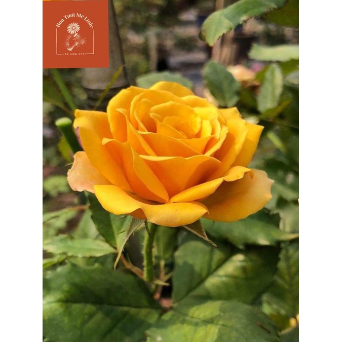 Hoa hồng Pine Dream rose –[ HOT TREND] -HoaTuoiMeLinh