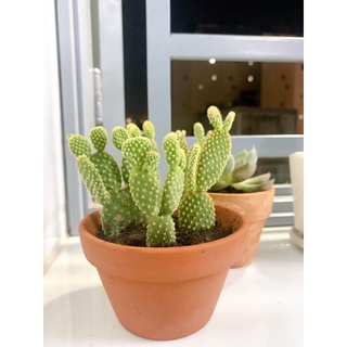 XƯƠNG RỒNG TAI THỎ MINI 10K/CÂY (KHÔNG KÈM CHẬU)