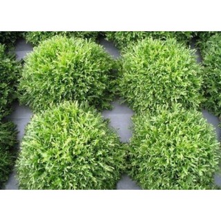[Hạt Giống Đài Loan] Xà Lách San Hô Đài (Gói lẻ 1gram)