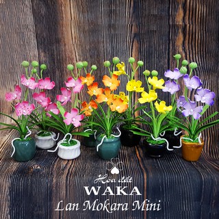 Hoa Đất Sét Mini- Lan Mokara