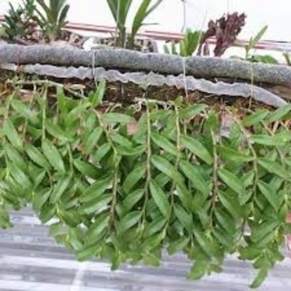 TÚI LƯỚI ĐỰNG PHÂN DÊ, PHÂN TAN CHẬM (BÁN THEO MÉT)