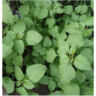 Hạt giống rau dền cơm - Gói 10gram - STHG2