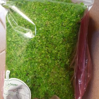 Cốm khô dẹp xanh làng Vòng