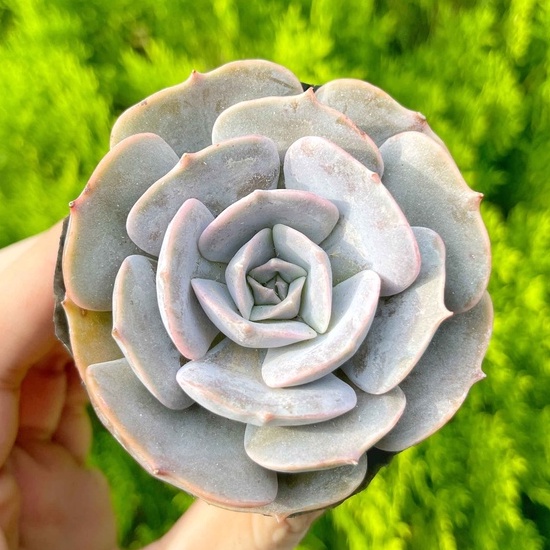 Sen đá đất hồng 5-7cm - Vườn sen đá