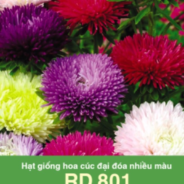 Hạt giống Cúc Đại Đoá 801